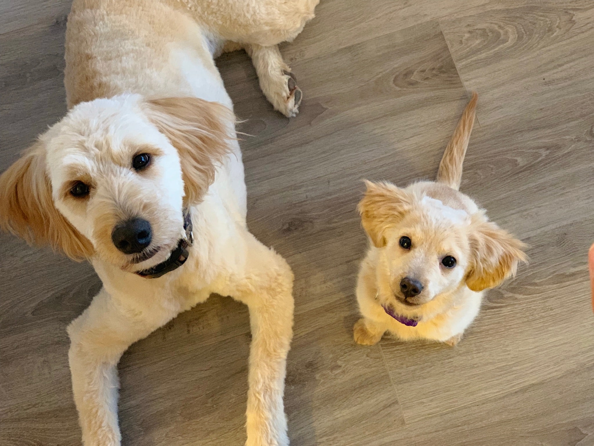 DogFriendly Places in Toronto Downtown Toronto Hotels